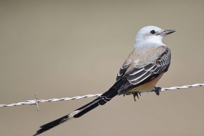 scissor-tailed flycatcher BRD2818.JPG