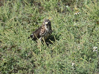 broad-winged hawk BRD2859.JPG