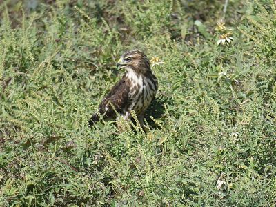 broad-winged hawk BRD2863.JPG