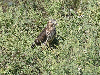 broad-winged hawk BRD2865.JPG