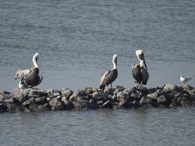 brown pelican BRD2829.JPG