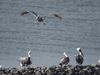 brown pelican BRD2830.JPG