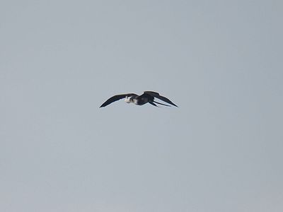 magnificent frigatebird BRD2823.JPG