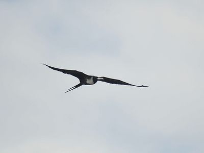 magnificent frigatebird BRD2831.JPG