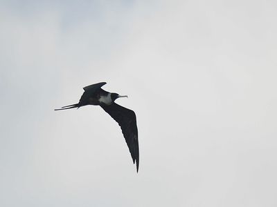 magnificent frigatebird BRD2832.JPG