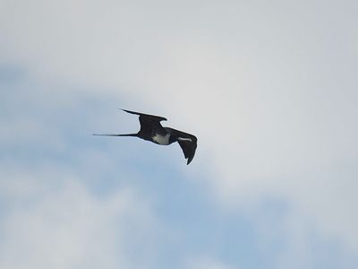 magnificent frigatebird BRD2833.JPG