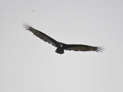 turkey vulture BRD2842.JPG