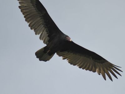 turkey vulture BRD2848.JPG