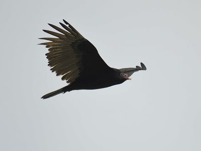 turkey vulture BRD2850.JPG