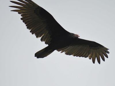 turkey vulture BRD2851.JPG