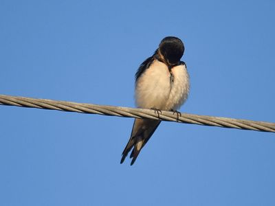 barn swallow BRD2886.JPG