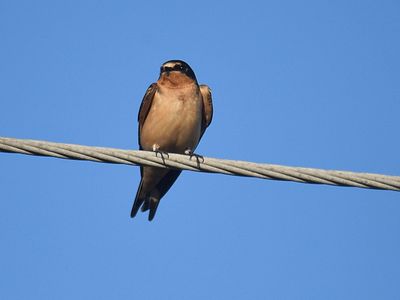 barn swallow BRD2896.JPG