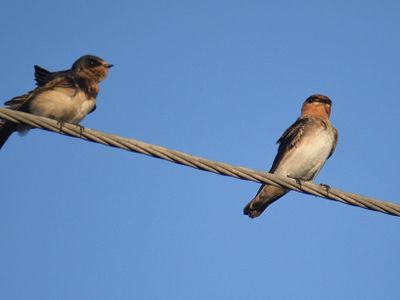 cave swallow BRD2882.JPG
