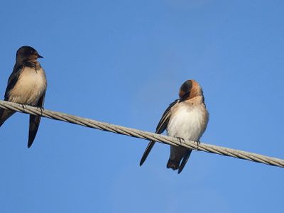 cave swallow BRD2900.JPG