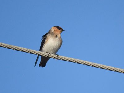 cave swallow BRD2901.JPG