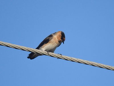 cave swallow BRD2902.JPG