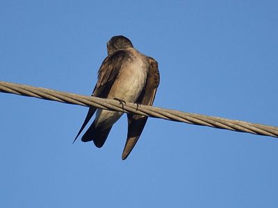 rough-winged swallow BRD2884.JPG