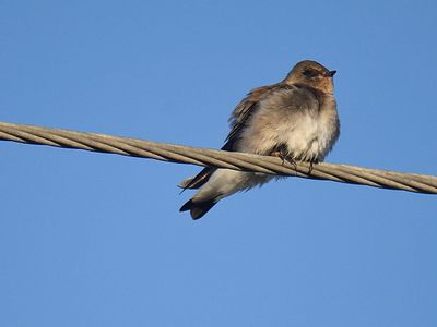 rough-winged swallow BRD2885.JPG