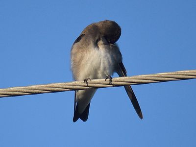 rough-winged swallow BRD2890.JPG