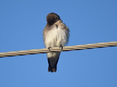 rough-winged swallow BRD2891.JPG