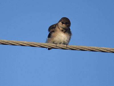 tree swallow BRD2888.JPG