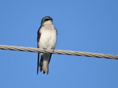 tree swallow BRD2895.JPG