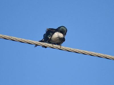 tree swallow BRD2899.JPG