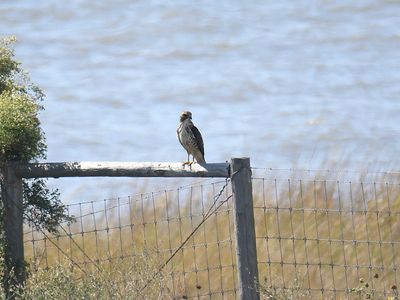 broad-winged hawk BRD2920.JPG