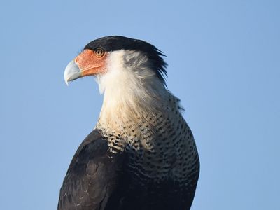 crested caracara BRD2906.JPG