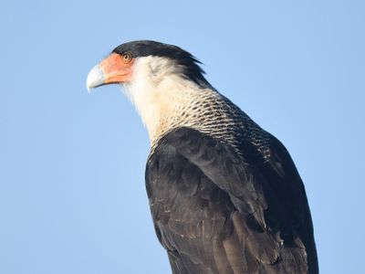 crested caracara BRD2909.JPG