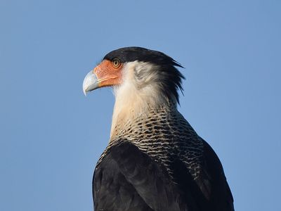 crested caracara BRD2914.JPG