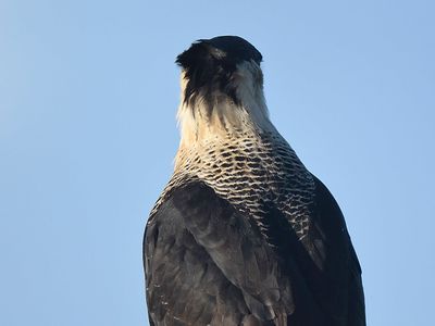 crested caracara BRD2916.JPG