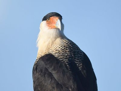 crested caracara BRD2919.JPG