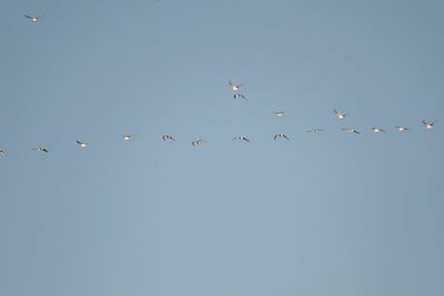 franklin's gull BRD2877.JPG