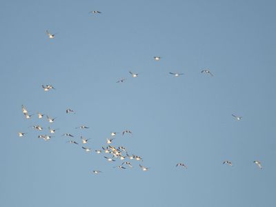 franklin's gull BRD2879.JPG
