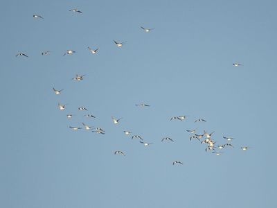 franklin's gull BRD2880.JPG