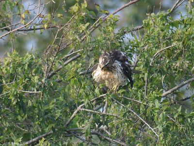 broad-winged hawk BRD2968.JPG