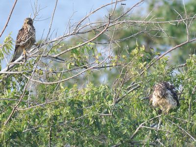 broad-winged hawk BRD2969.JPG