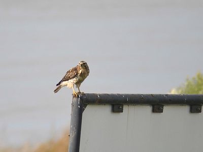 broad-winged hawk BRD2971.JPG