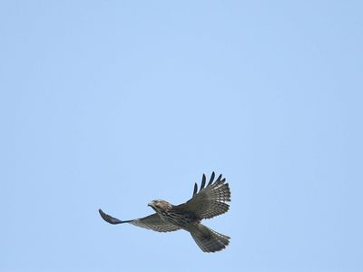broad-winged hawk BRD3044.JPG