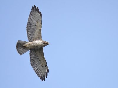 broad-winged hawk BRD3053.JPG