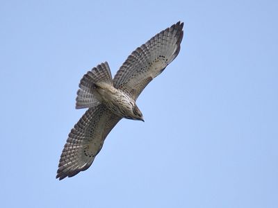 broad-winged hawk BRD3055.JPG