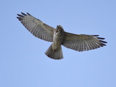 broad-winged hawk BRD3059.JPG