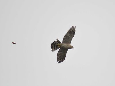 cooper's hawk BRD3077.JPG