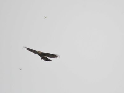 cooper's hawk BRD3082.JPG