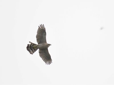 cooper's hawk BRD3084.JPG