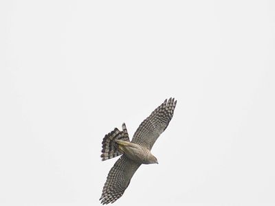 cooper's hawk BRD3085.JPG