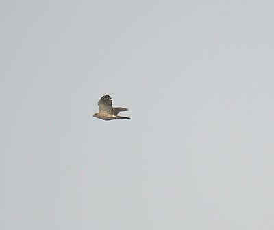 cooper's hawk BRD3090.JPG