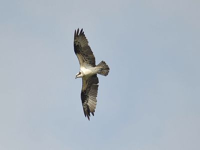 osprey BRD2985.JPG