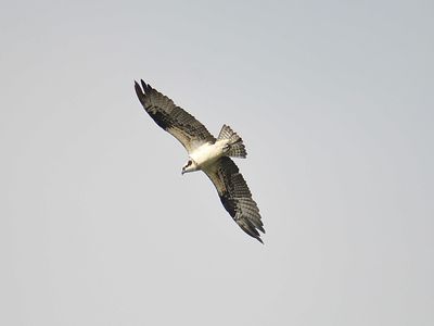 osprey BRD2986.JPG